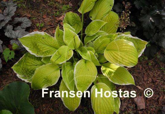 Hosta Evening Magic